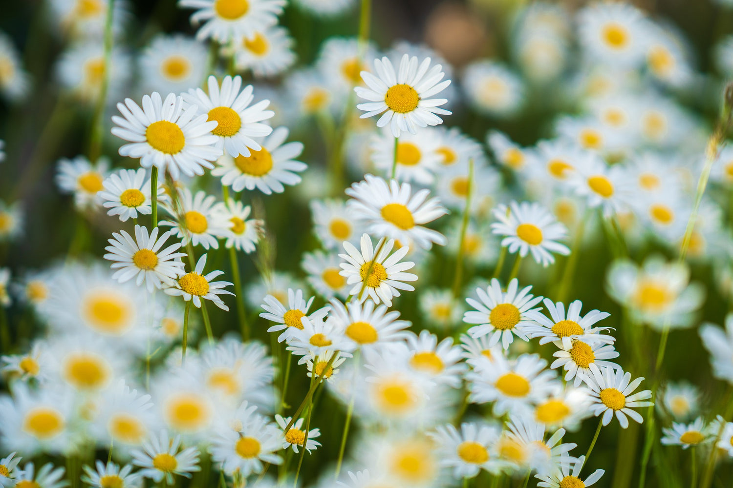 champ de marguerites